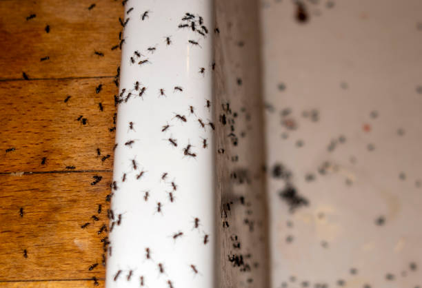 Best Pest Control for Homes  in Camilla, GA